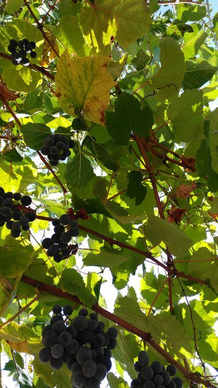 Agriturismo Il Marchese Aquara Zewnętrze zdjęcie